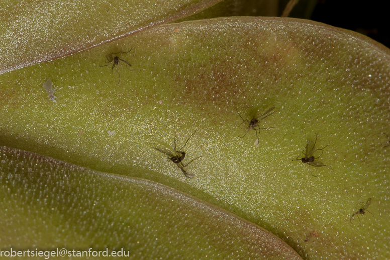 Pinguicula